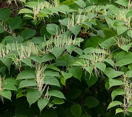 Close-up of Japanese knotweed leaves